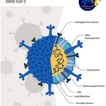 Corona SARS-CoV-2